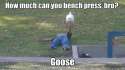 goose.jpg