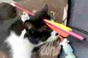 PAY-Lionel-the-cat132.jpg