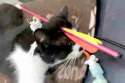 PAY-Lionel-the-cat133.jpg