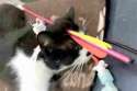 PAY-Lionel-the-cat40134.jpg