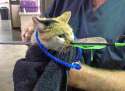 Kitten-Arrow-2-10.03.12110.jpg