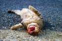Kitty extra gore112.jpg