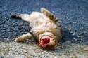 Kitty extra gore113.jpg