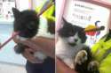luckyasscat119.jpg