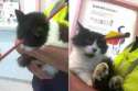 luckyasscat36120.jpg