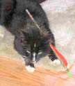 cat_arrow_photo80.jpg