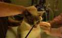 cat2478.jpg