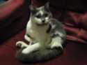tmp_4404-pets 51260113598.jpg