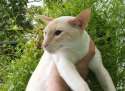 Apricot_Siamese.jpg
