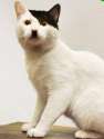 Kitler 2.jpg