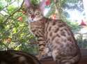 Leopard100_0427.jpg