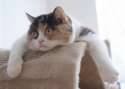 cat.jpg