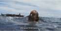 wilson-1423181928.gif