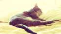 Kitty Sleepin.gif