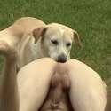 doglick.gif