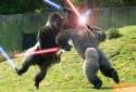 Gorilla+warfare_5723ce_5064189.jpg