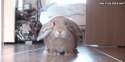 t65858.gif