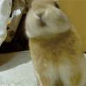 3424626.gif
