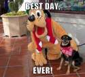 dog pluto.jpg