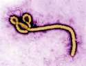 ebola.jpg