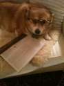 doge430.jpg