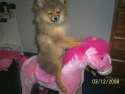 doge478.png
