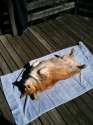doge754.jpg