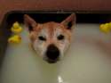 tub dogo.gif
