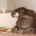 KONG.jpg