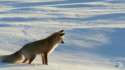 arctic_fox.gif