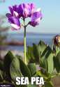 sea pea.jpg
