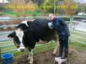fistulated_cow.jpg