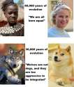 doges and wolves.jpg