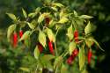 Thai_peppers.jpg