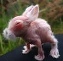 fumanchubun.jpg