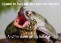 funny-pictures-turtles-auto-426888.jpg