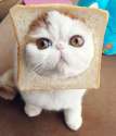 cat bread.jpg