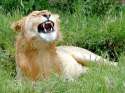 its a lion faggots.jpg