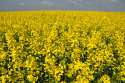 rapeseed culture.jpg