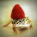 geckoo1_500.jpg