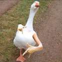 dddddUCK.jpg