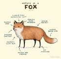 foxanato.jpg