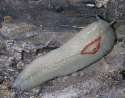 red-triangle-slug.jpg
