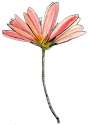 Steph's Flower.jpg