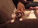 dog.gif