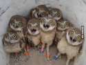 Excited-owls.jpg