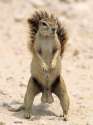 squirrel-with-balls.jpg