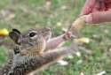 squirrel-with-nut.jpg
