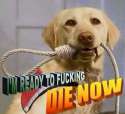 dognoose.jpg