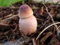 Zombie-penis-mushroom.jpg